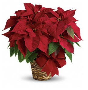 Red Poinsettia by Soderberg's Floral & Gift